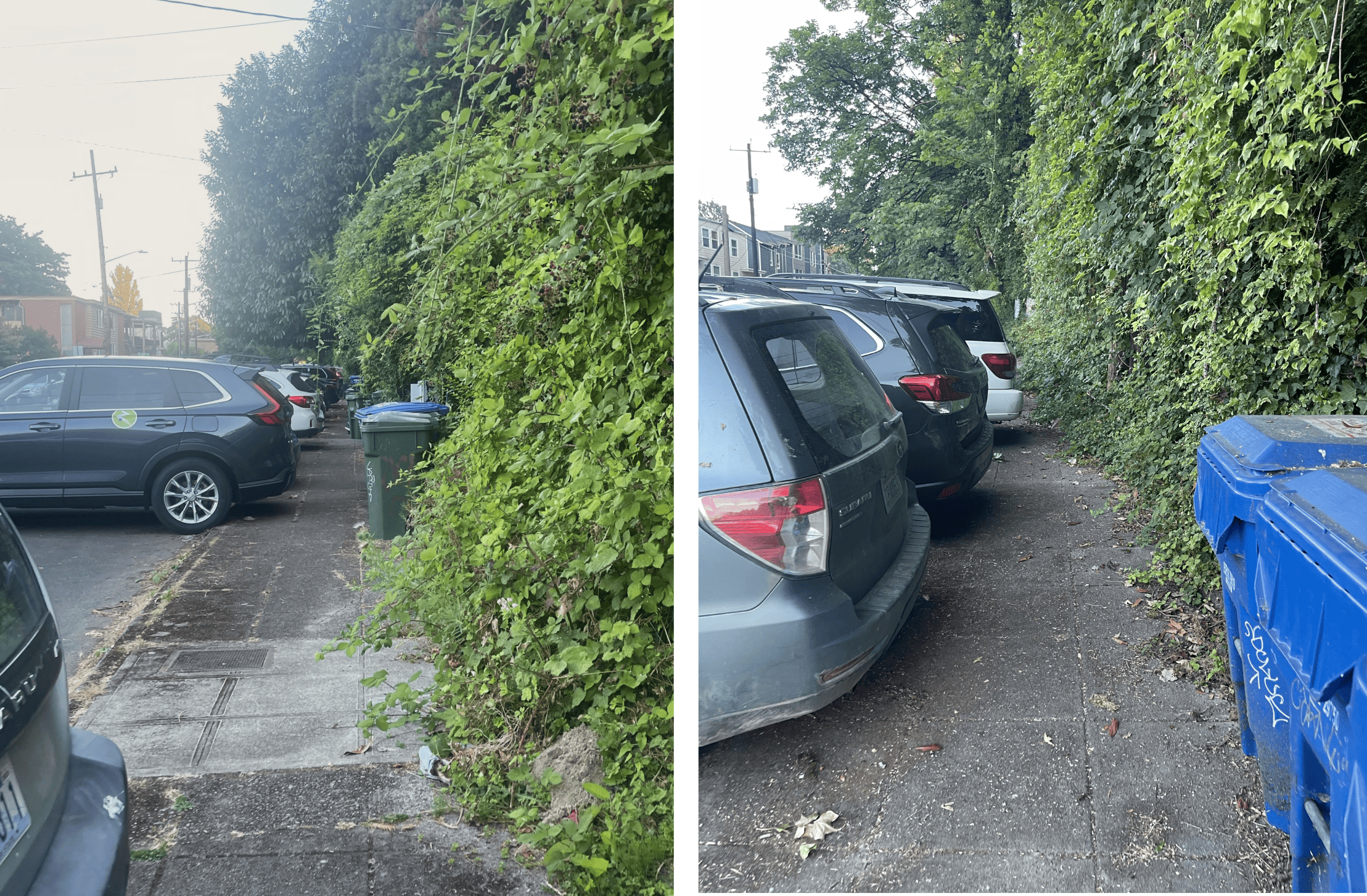 Images show a sidewalk with cars parked on the left, bumpers overhanging the sidewalk essentially narrowing it. On the right is a wall of overgrown shrubs and blackberries and garbage cans sitting on the sidewalk.