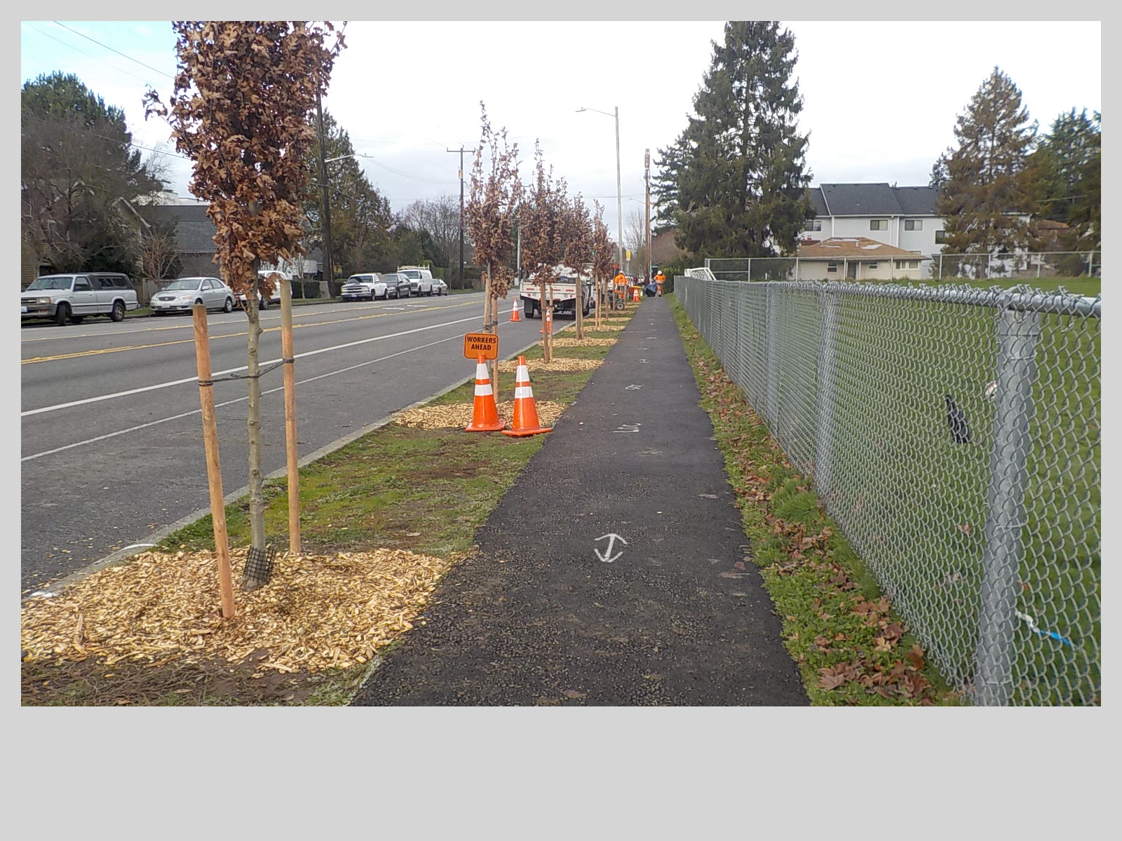 A row a street trees after being planted