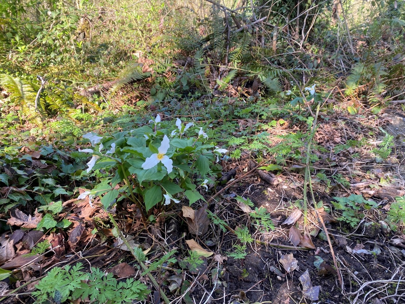 Native Trillium blooming in a forest clearing  with Bleeding Heart and Western Sword Fern on our project site.