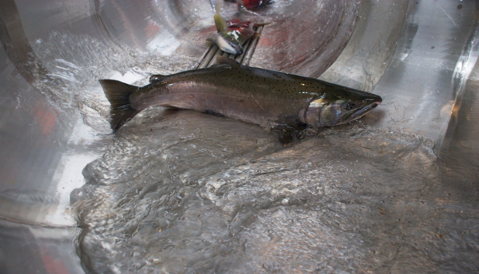 Salmon in a fish passage