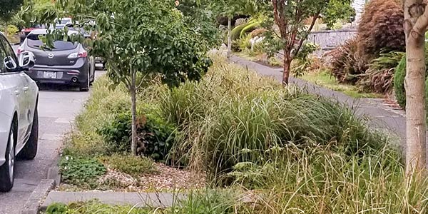Mature plant growth btween road and sidewalk.