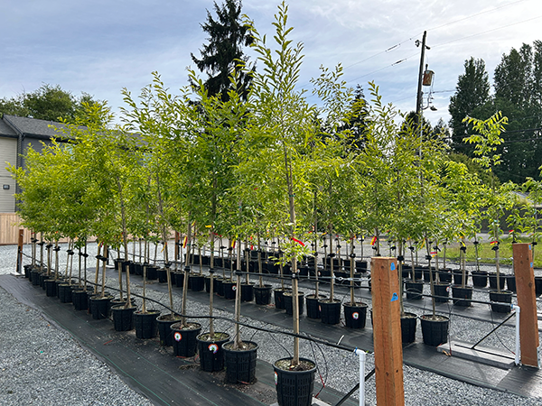 A tree nursery with young trees in rows.