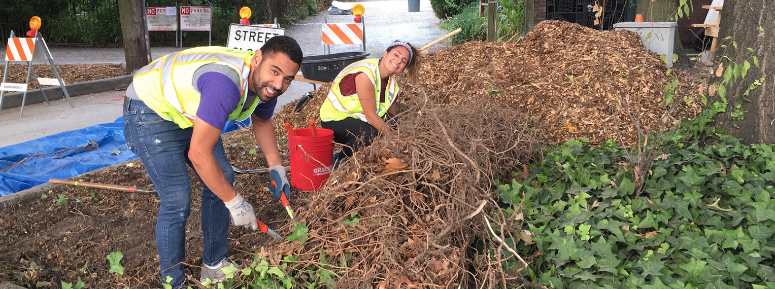 Volunteers caring for tree