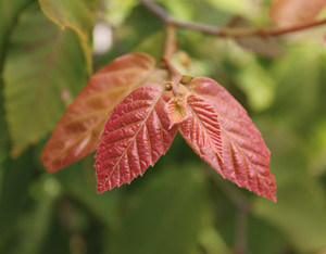 new leaves emerging on American beech
