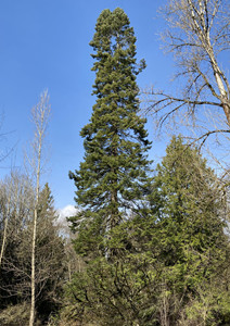 Mature grand fir