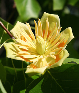Tulip tree flower