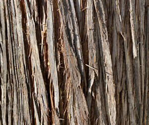Western red cedar bark