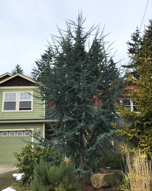 Adolescent Blue Atlas Cedar in front yard