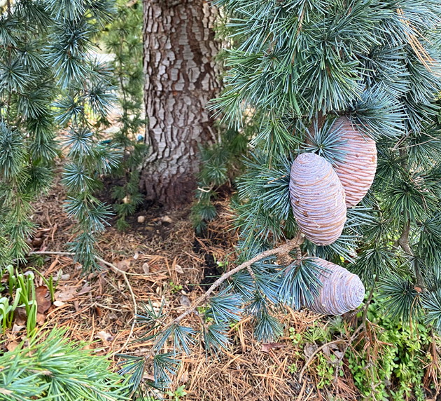 Cones on Blue Atlas Cedar
