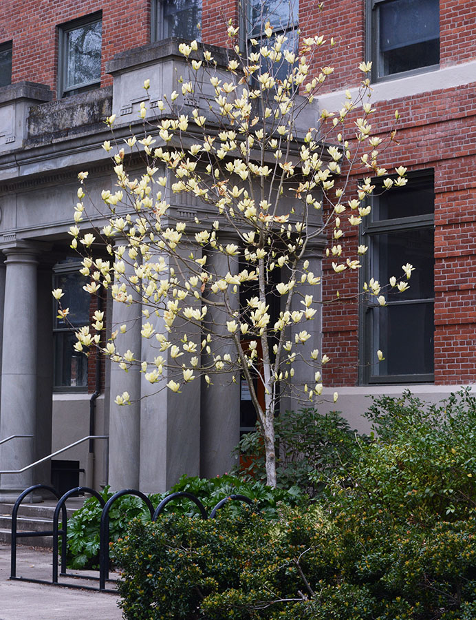 Butterflies Magnolia in Bloom