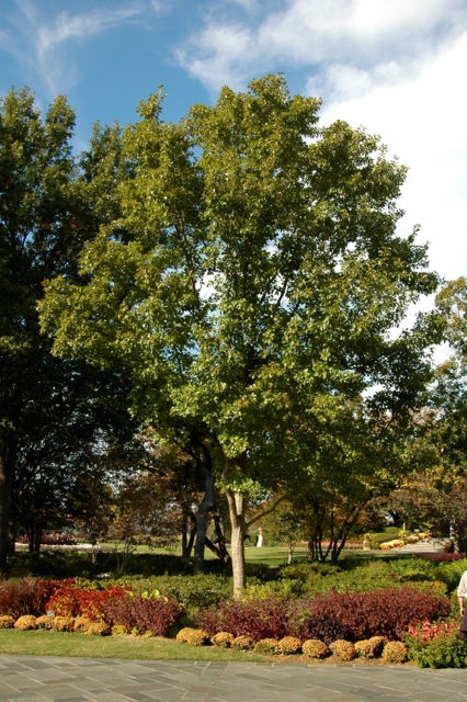 Chinkapin Oak