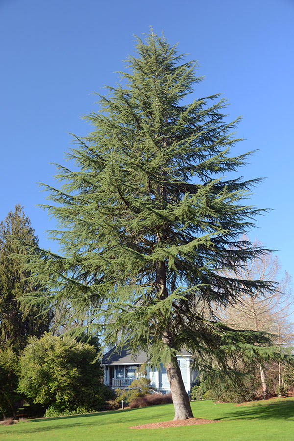 Deodar cedar mature tree