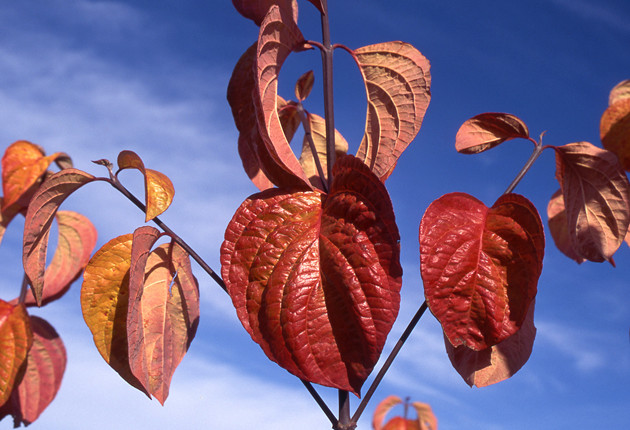 Fall leaves on Eddie's White Wonder Dogwood