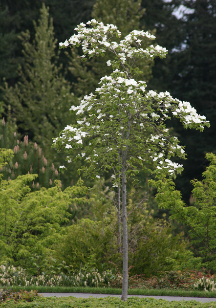 Open grown Eddie's White Wonder Dogwood tree in garden setting
