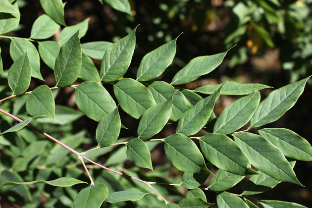 Large doubly compound leaves that are bluish-green and turn vibrant yellow in the fall