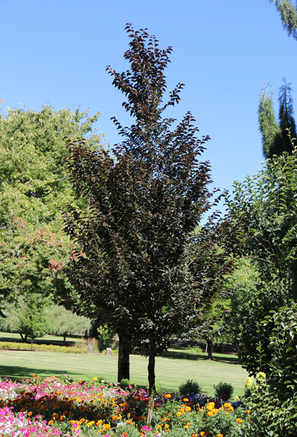 Evening Light Japanese Snowbell tree