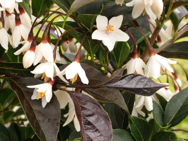 Flowers: White bell-shaped flowers in late spring are lightly fragrant and attract bees and hummingbirds. They really stand out against the purple foliage.