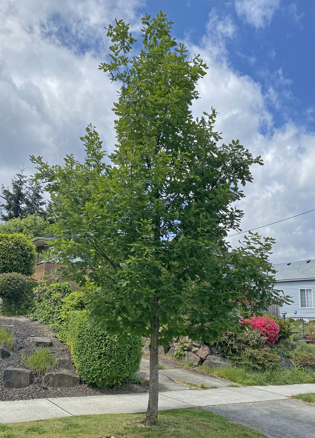 Forest Green Italian Oak tree