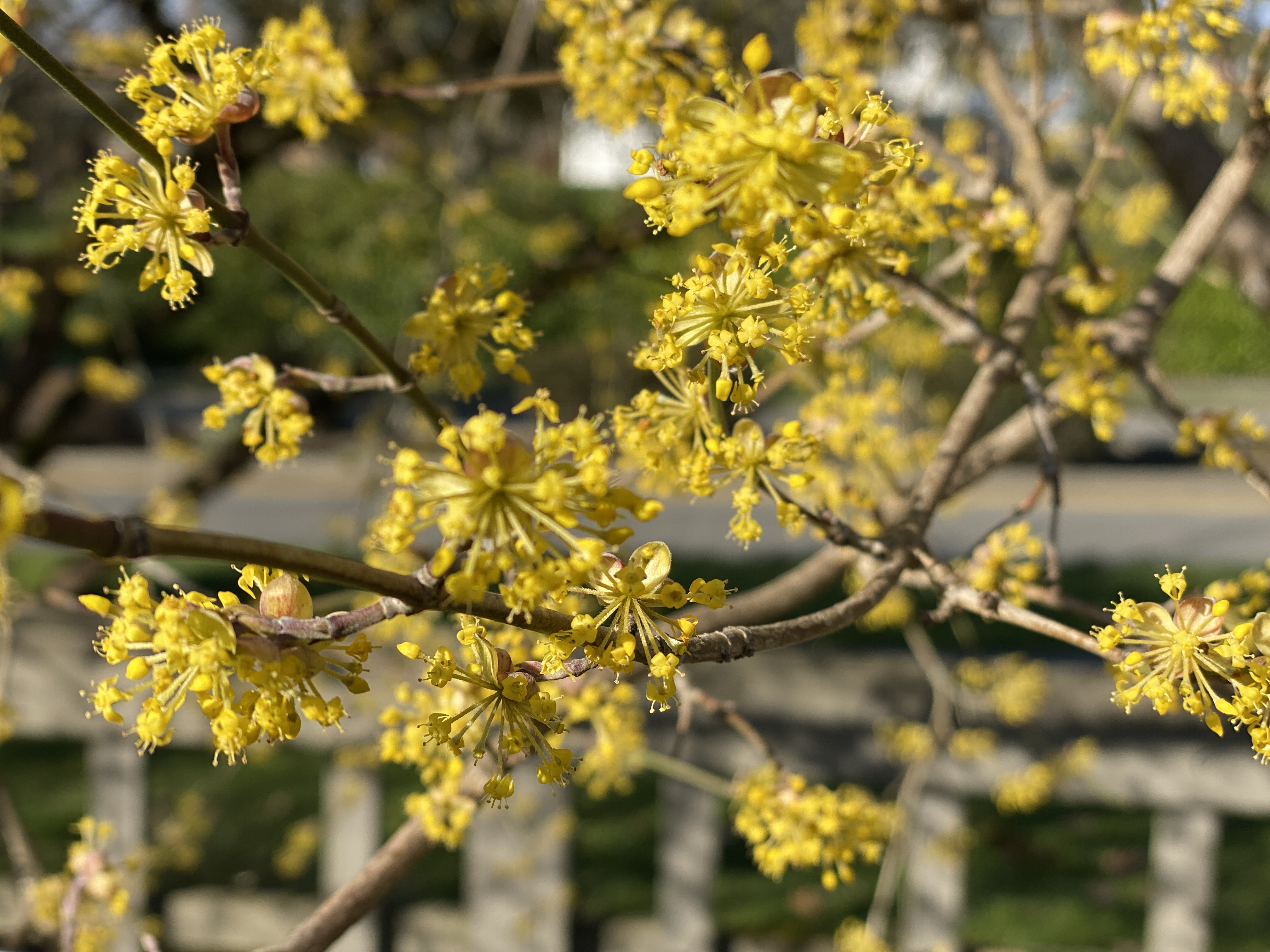 Cornelian dogwood flowers