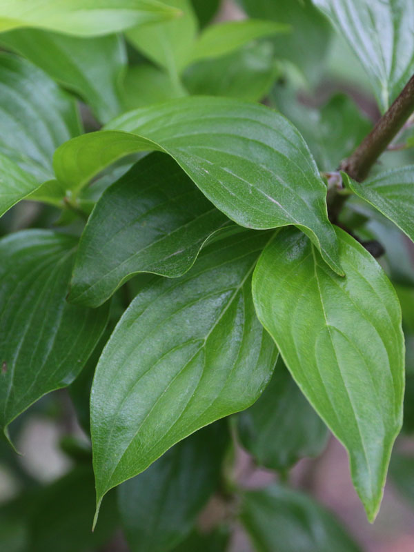 cornelian dogwood leaves