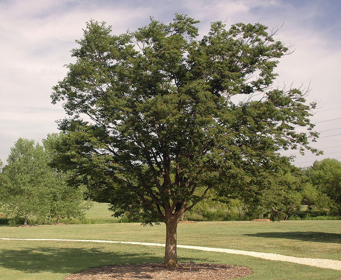 Green Vase Zelkova Mature Tree