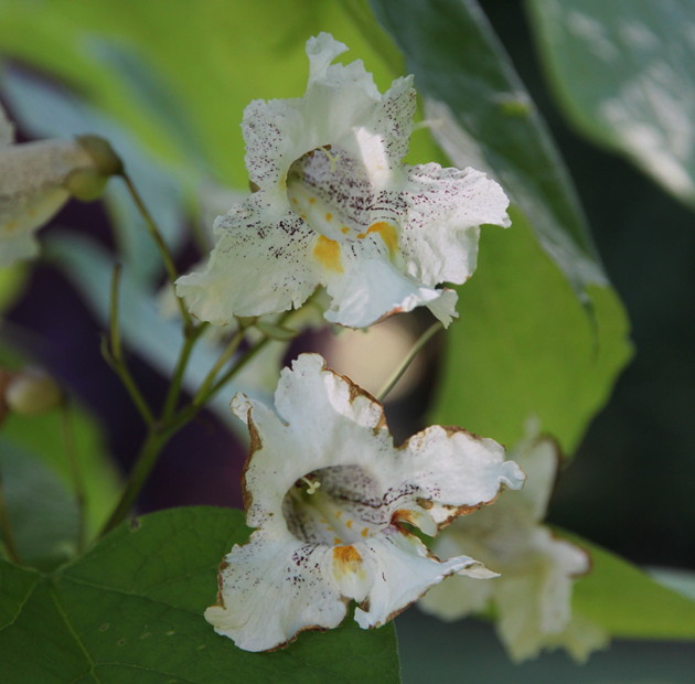 Closeup of Heartland Catalpa flowers