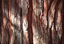 Incense Cedar
