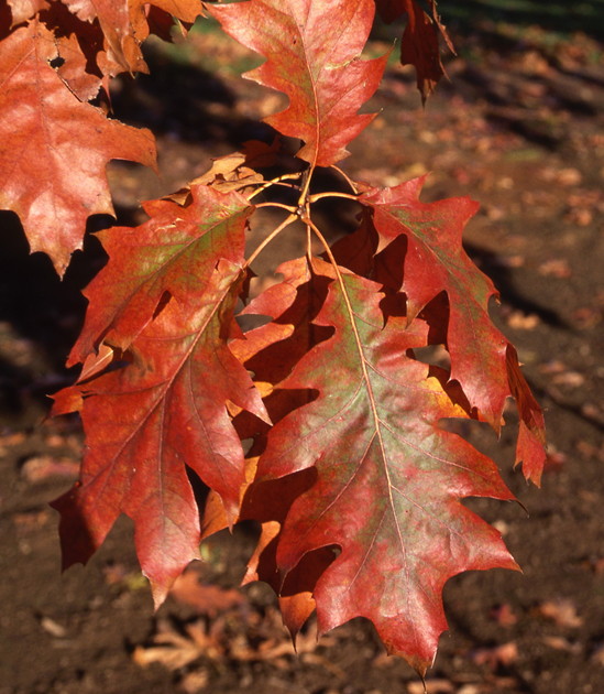 Red Oak leaves showing fall colors