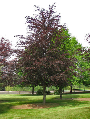 Rivers Purple European Beech