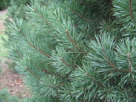 Scotch Pine