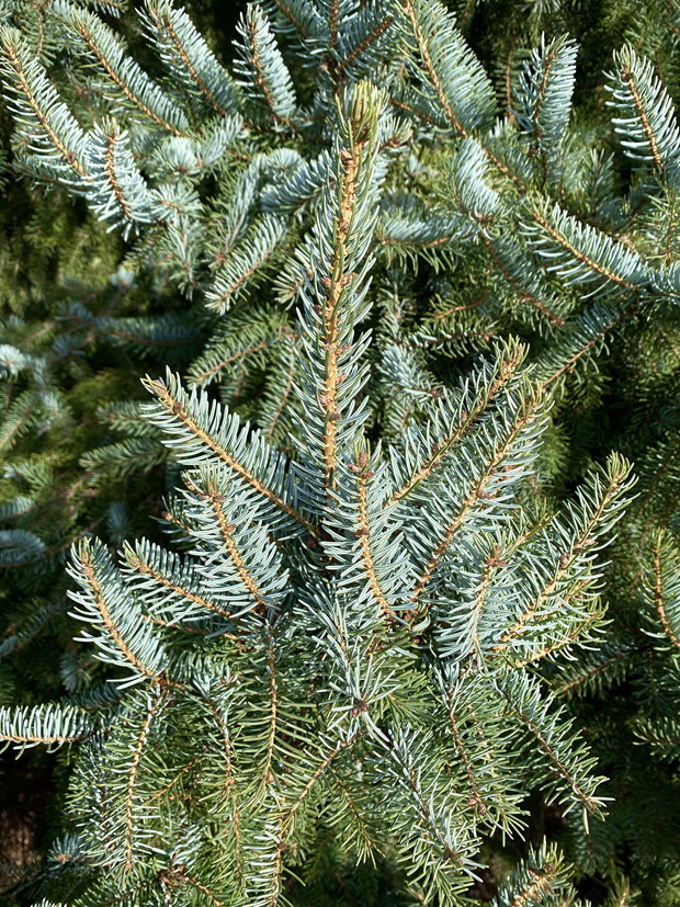 Serbian Spruce