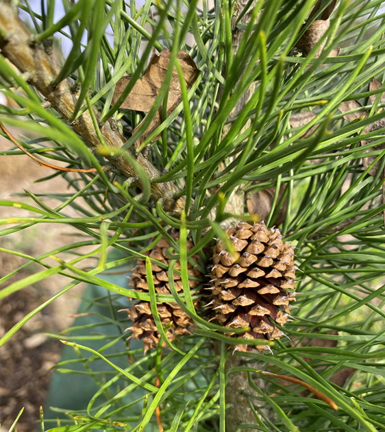 Close up of needles and cones on Shore Pine