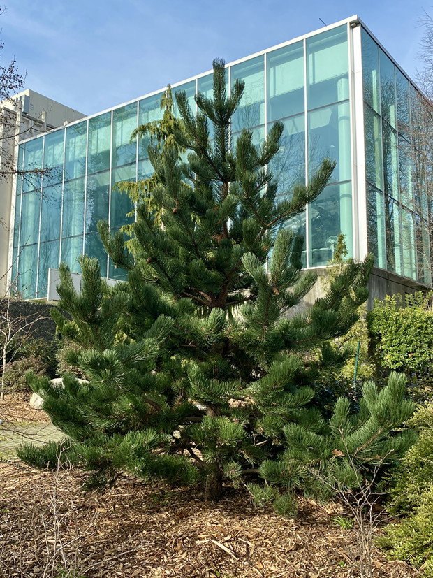 Full form of young Shore Pine