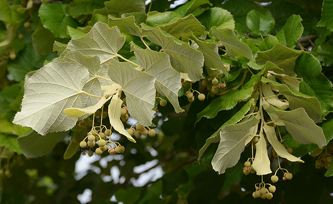 Silver Linden Leaves