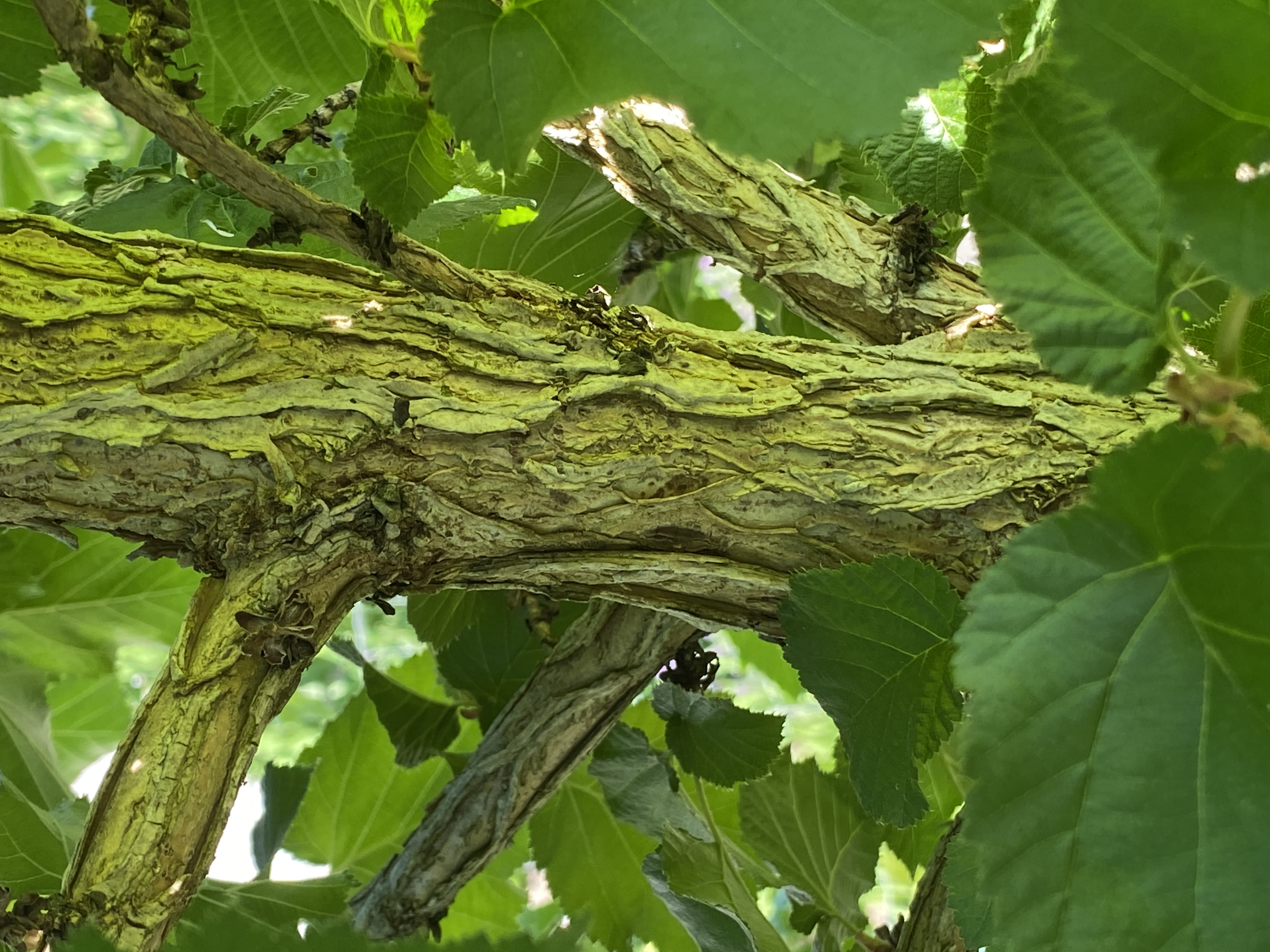 Turkish Filbert Bark