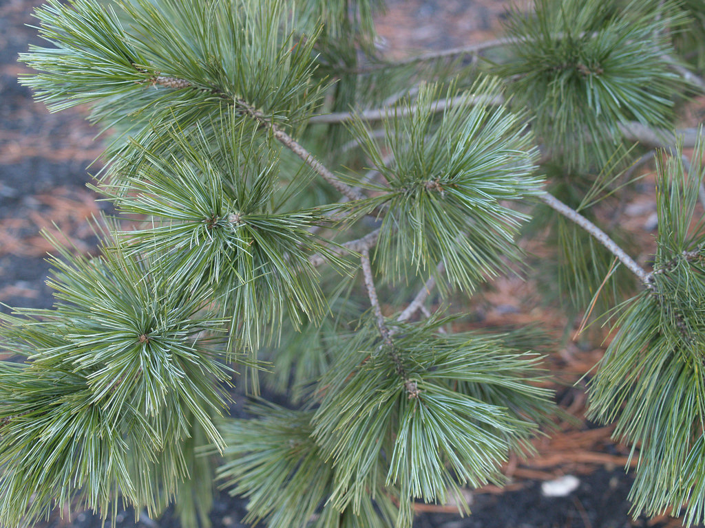 Vanderwolf's Pyramid Limber Pine Needles