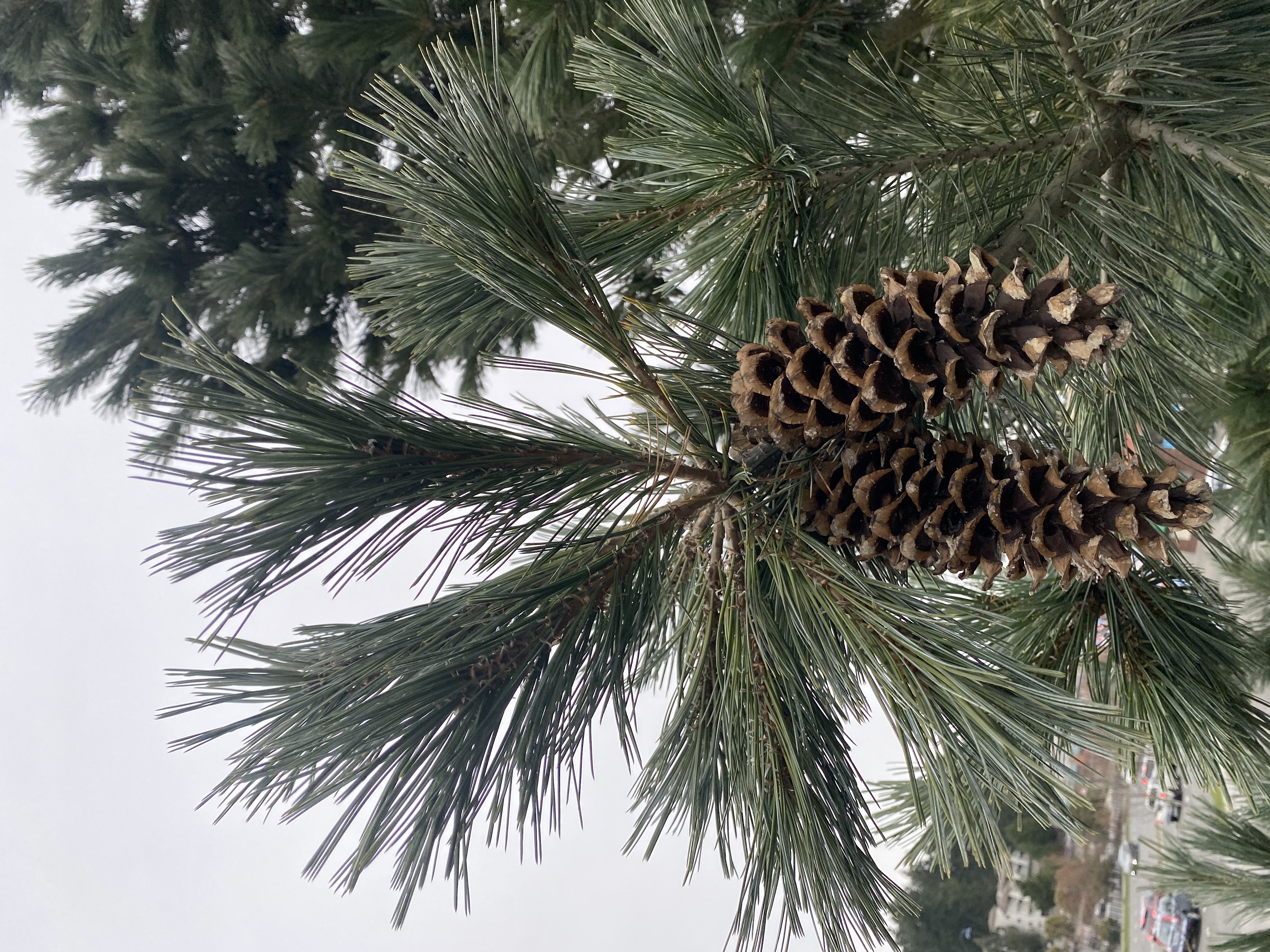 Vanderwolf's Pyramid Limber Pine Cones