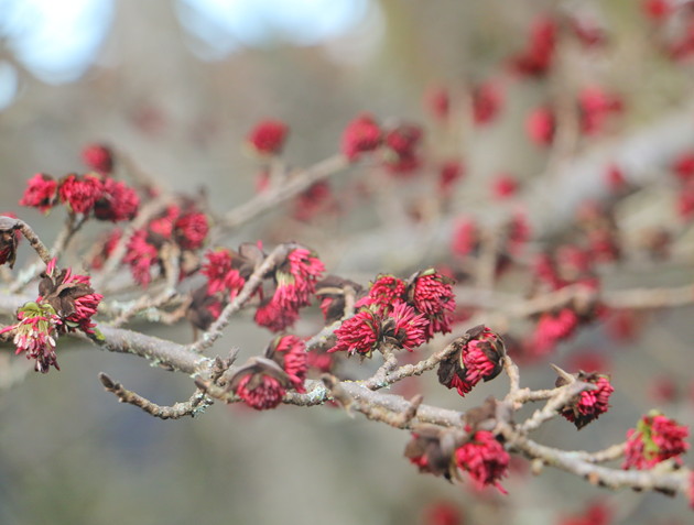 Flowers are small, with brown bracts and showy red stamens
