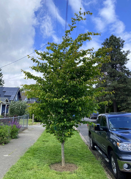 Vanessa Persian Parrotia tree