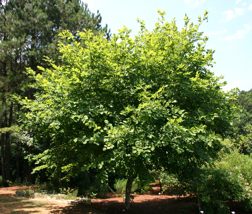 Yellowwood in full leaf