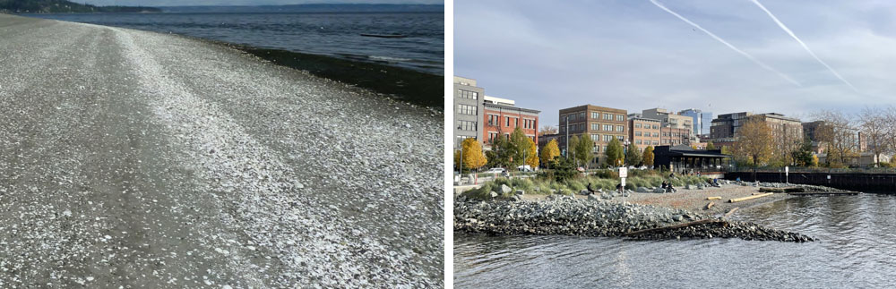 On the left, seashell beach at "Clear Salt Water" and on the right, habitat beach.