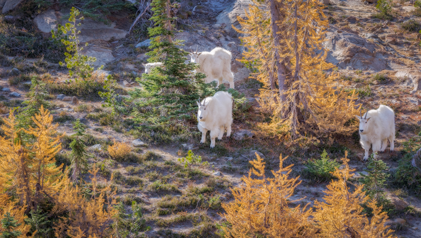 Perfect Pause by Katsuyuki Shibata