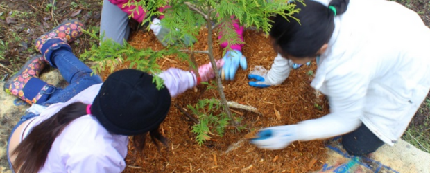 Volunteers planting trees