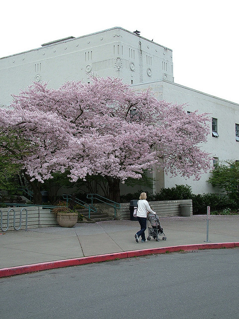 Green Lake Community Center blooming tree