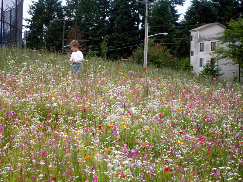 Bitter Lake Resevoir lawn with wildflowers