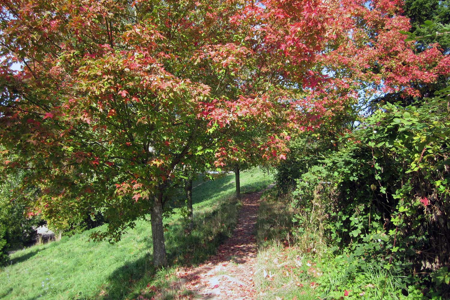 Walking trail at Blue Dog Pond 