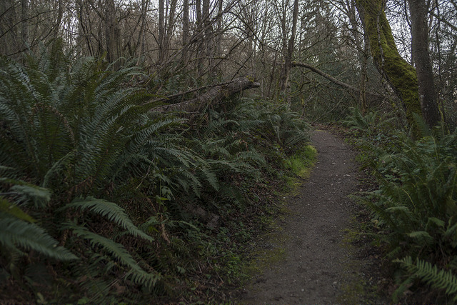 Longfellow Creek Natural Area path