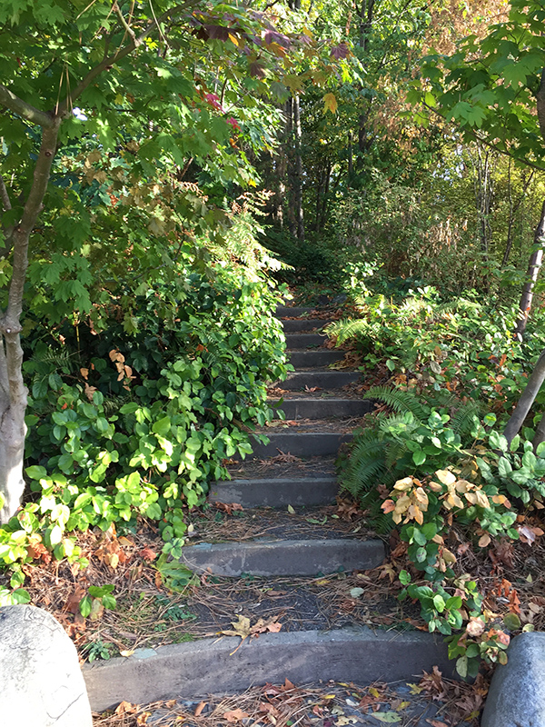 Nora's Woods stairs