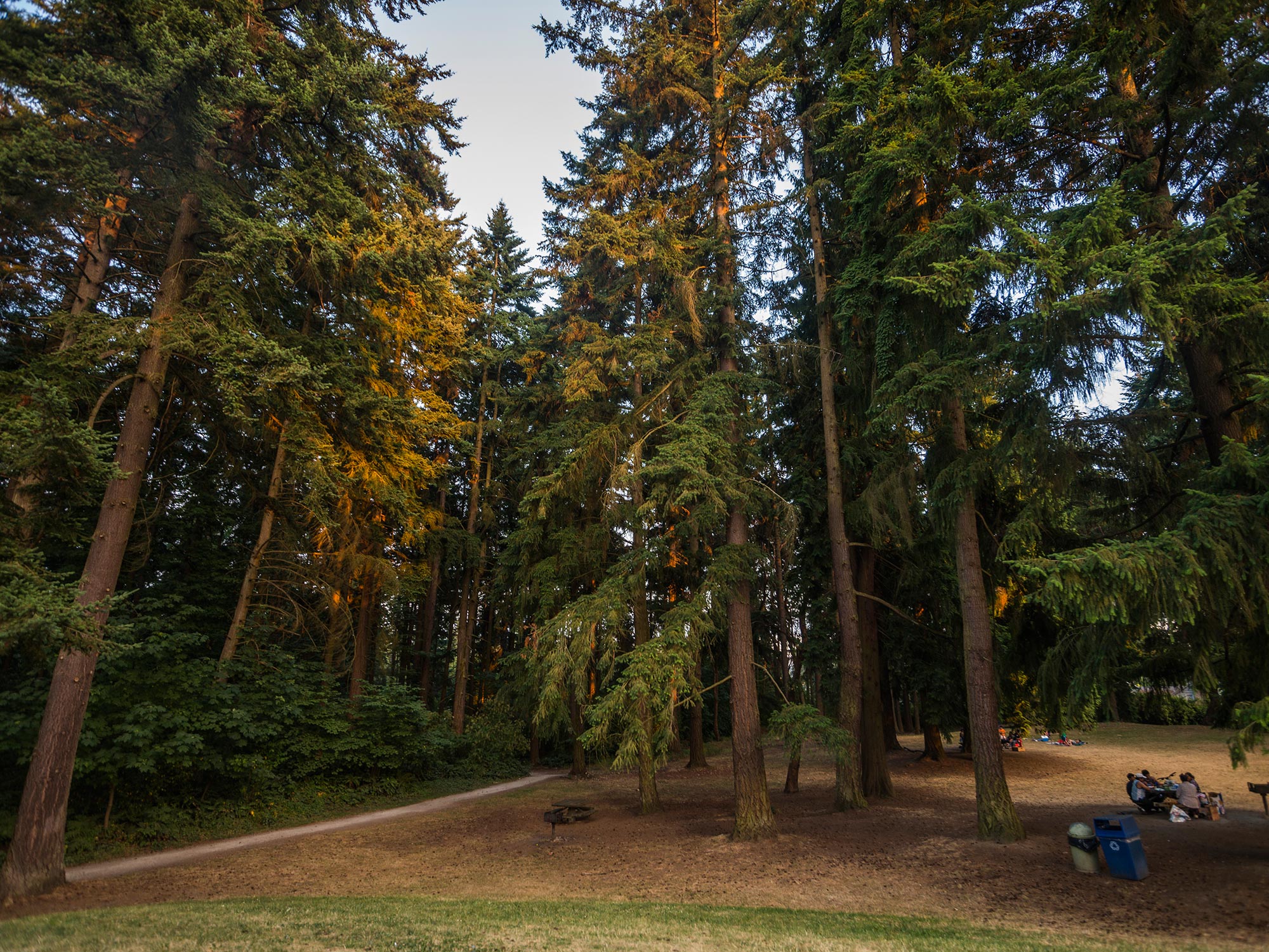Northacres Park woods, paths, and trees