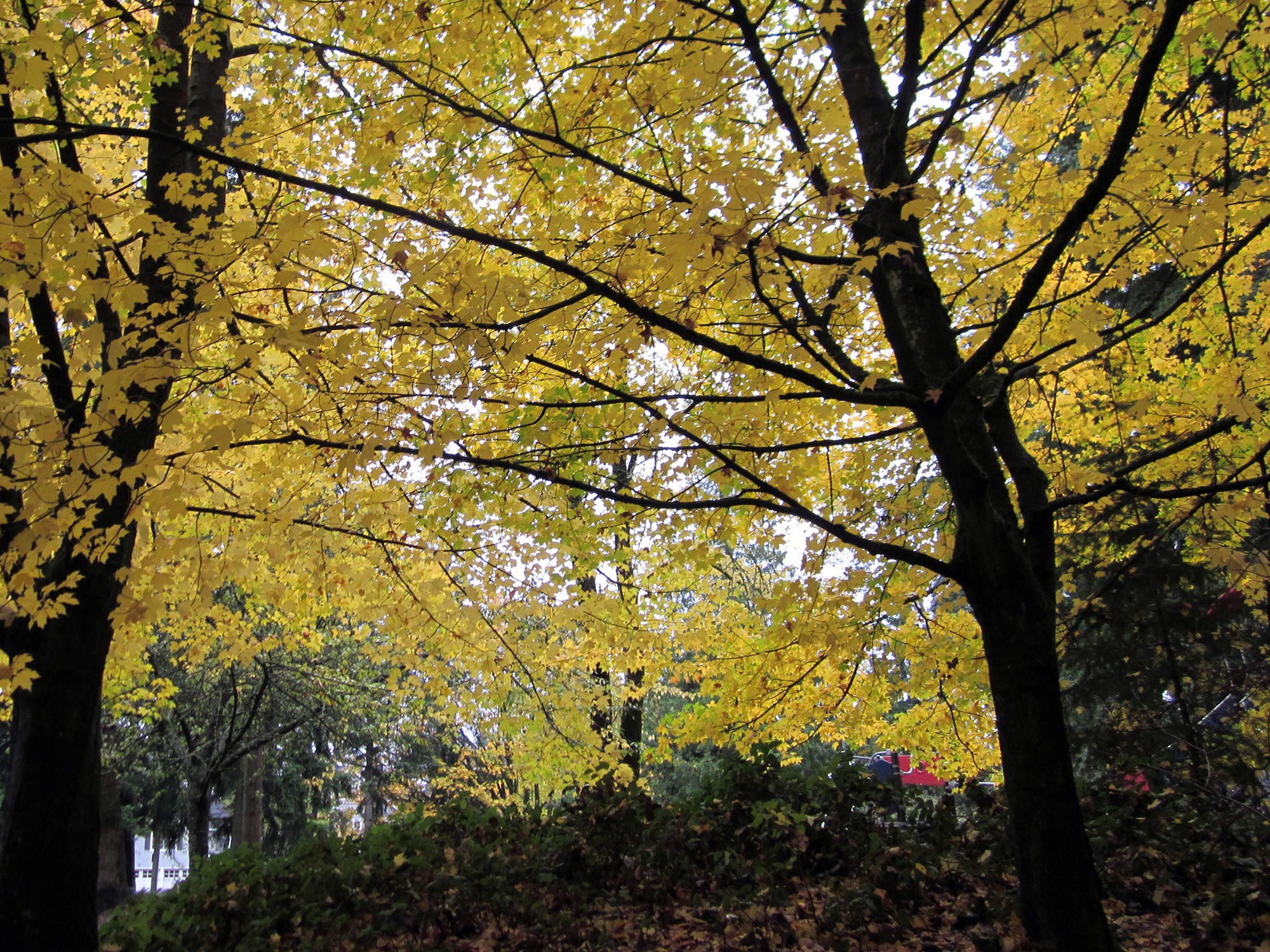 Northacres Park woods 